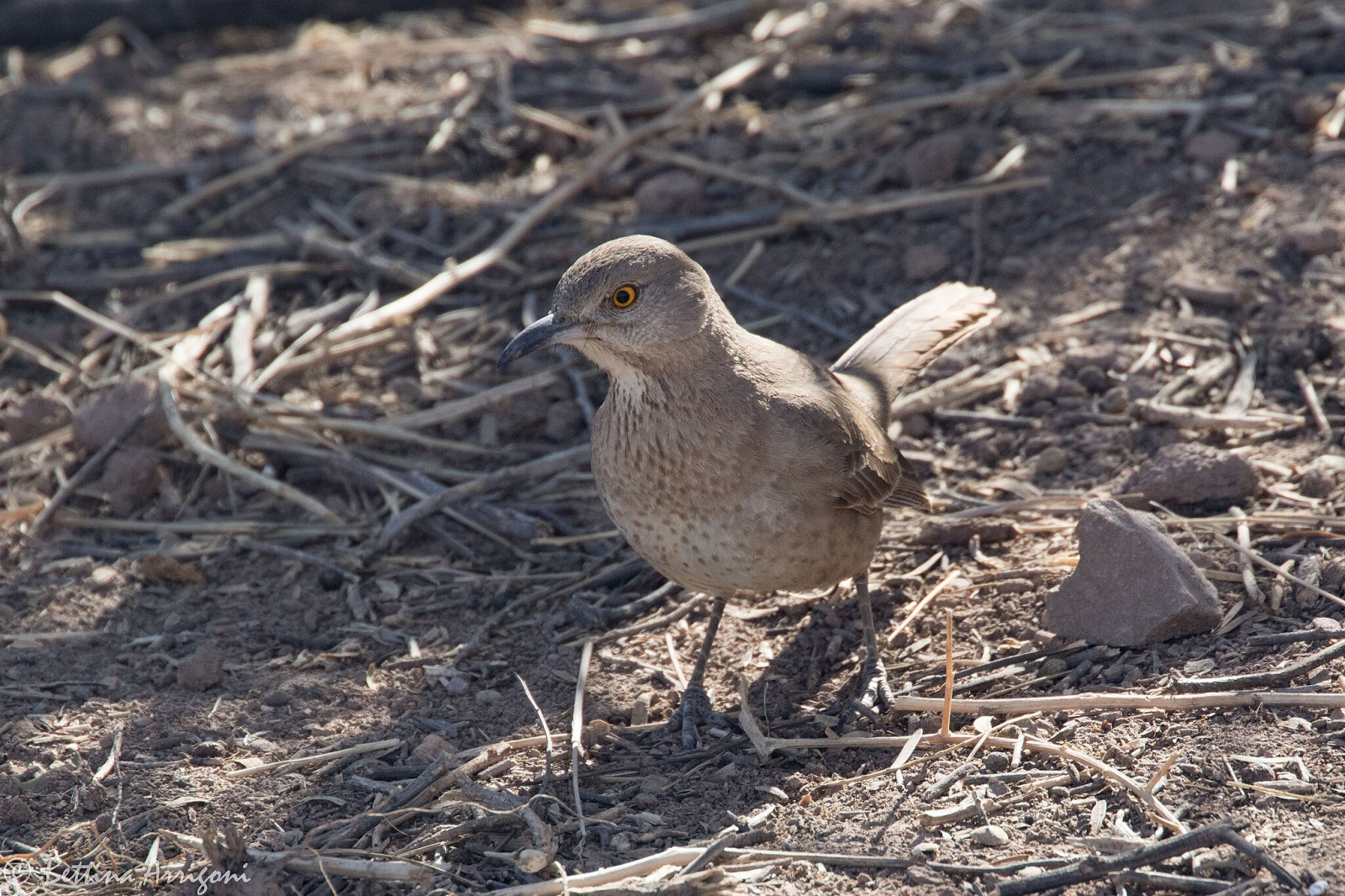 image Bendire's Thrasher